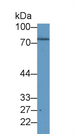 Macrophage Stimulating Protein (MSP) Rat Polyclonal Antibody