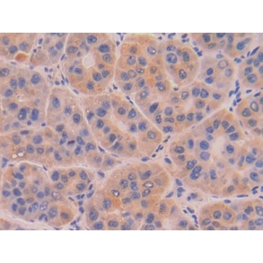 Deoxyribonuclease I (DNASE1) Human Polyclonal Antibody