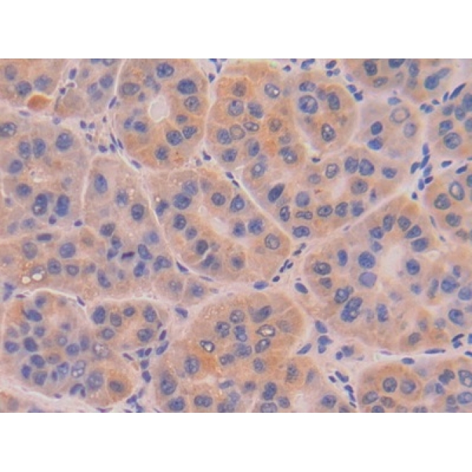 Deoxyribonuclease I (DNASE1) Human Polyclonal Antibody