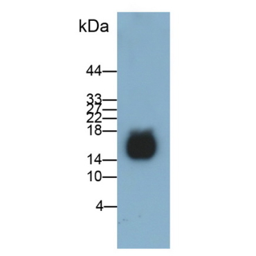 Defensin Alpha 11 (DEFa11) Mouse Polyclonal Antibody