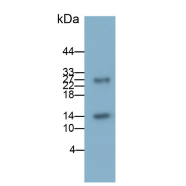 Chemokine C-C-Motif Ligand 1 (CCL1) Mouse Polyclonal Antibody