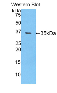Chondroitin Sulfate Proteoglycan 4 (CSPG4) Rat Polyclonal Antibody