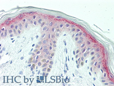 Chondroitin Sulfate Proteoglycan 4 (CSPG4) Rat Polyclonal Antibody