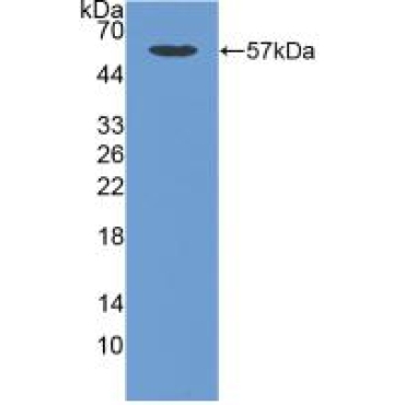 Cadherin, Osteoblast (CDHOB) Human Polyclonal Antibody