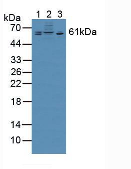 Chondroitin Sulfate Proteoglycan 5 (CSPG5) Rat Polyclonal Antibody