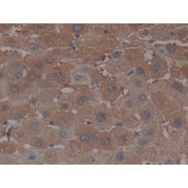 Nucleoporin 153 (NUP153) Human Polyclonal Antibody
