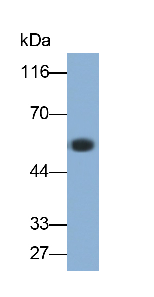 Cytochrome P450 3A2 (CYP3A2) Rat Polyclonal Antibody
