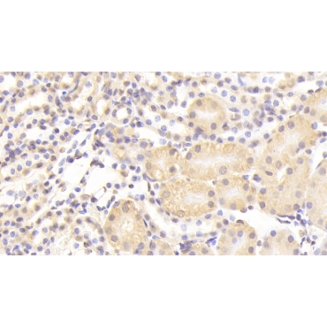 Nucleoporin 133 (NUP133) Mouse Polyclonal Antibody