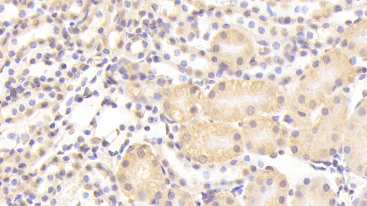Nucleoporin 133 (NUP133) Mouse Polyclonal Antibody