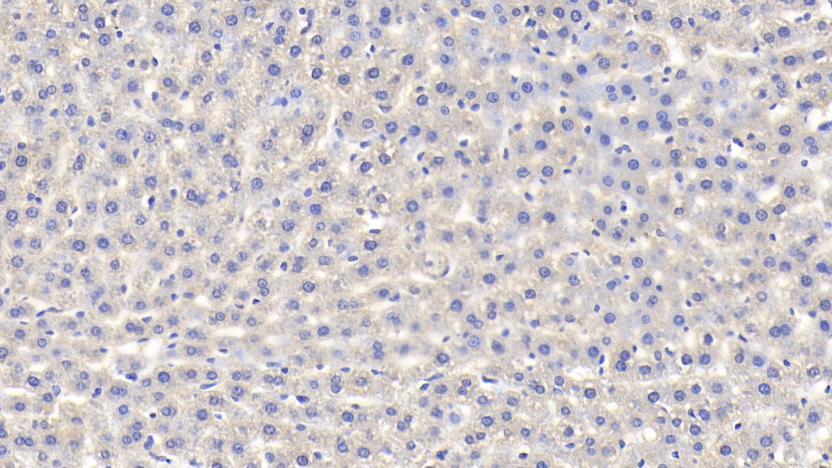 Fibrinogen Alpha Chain (FGA) Rat Polyclonal Antibody