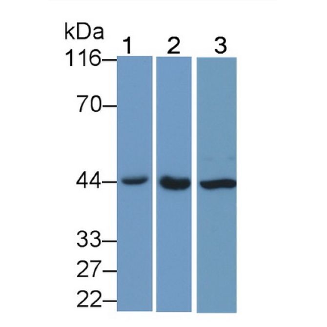 c-Jun N-terminal Kinase 1 (JNK1) Human Polyclonal Antibody