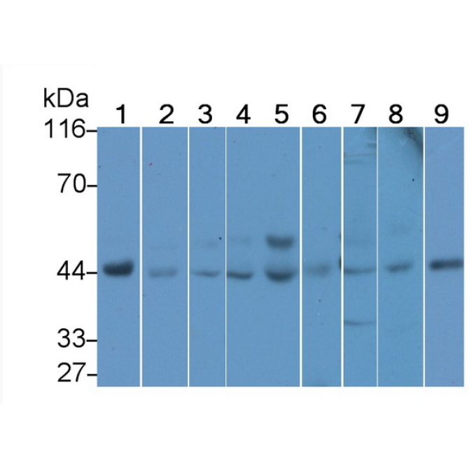 c-Jun N-terminal Kinase 1 (JNK1) Mouse Polyclonal Antibody