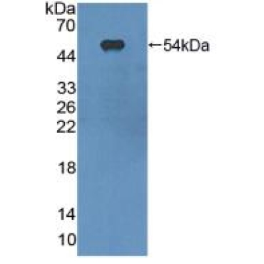 Integrin Alpha X (CD11c) Mouse Polyclonal Antibody