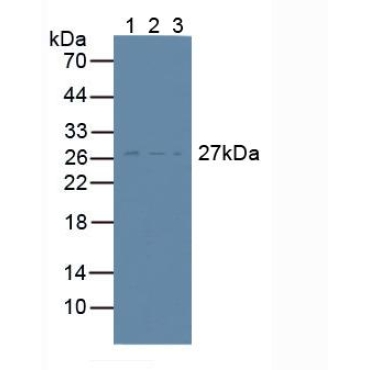 Target Of The Antiproliferative Antibody 1 (TAPA1) Human Polyclonal Antibody