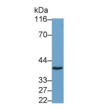 Phospholipid Scramblase 2 (PLSCR2) Mouse Polyclonal Antibody