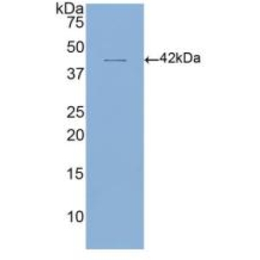 Cluster Of Differentiation 4 (CD4) Human Polyclonal Antibody