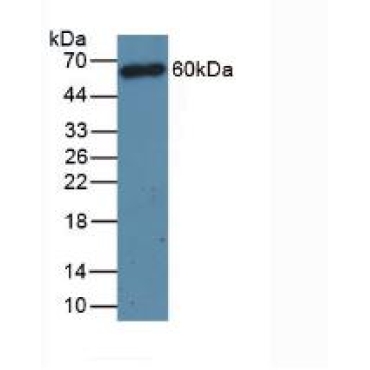 Cluster Of Differentiation 4 (CD4) Mouse Polyclonal Antibody