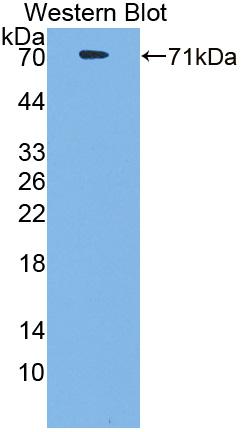 Cluster Of Differentiation 4 (CD4) Rabbit Polyclonal Antibody