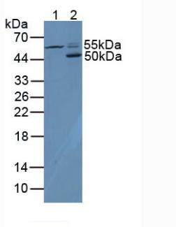 Cluster Of Differentiation 4 (CD4) Rhesus monkey (Simian) Polyclonal Antibody