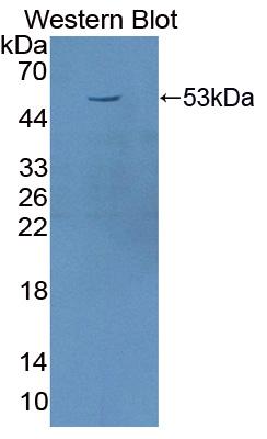 Transferrin Receptor (TFR) Equus caballus, Equine (Horse) Polyclonal Antibody