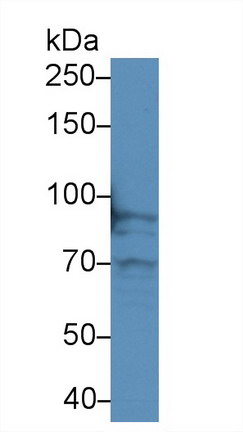 Transferrin Receptor (TFR) Pig Polyclonal Antibody