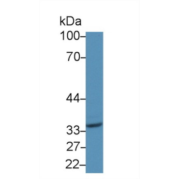 Cluster Of Differentiation 1d (CD1d) Human Polyclonal Antibody