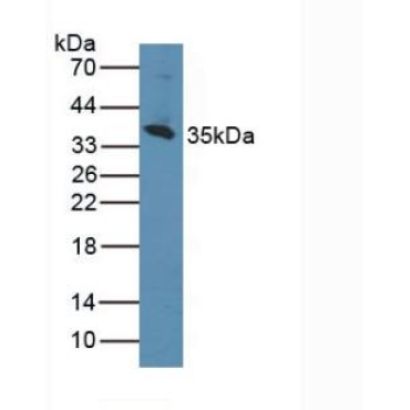 Cluster Of Differentiation 1d (CD1d) Mouse Polyclonal Antibody
