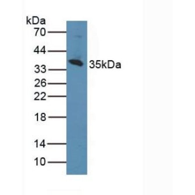 Cluster Of Differentiation 1d (CD1d) Mouse Polyclonal Antibody