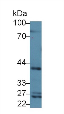 Cluster Of Differentiation 1d (CD1d) Rat Polyclonal Antibody