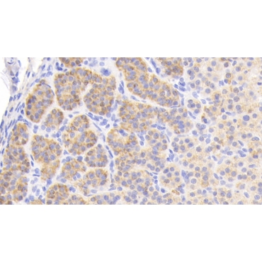 Enkephalin (ENK) Human, Mouse, Rat Polyclonal Antibody