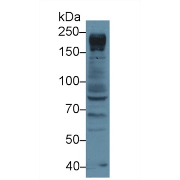 Nucleoporin 205kDa (NUP205) Human Polyclonal Antibody