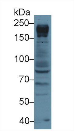 Nucleoporin 205kDa (NUP205) Human Polyclonal Antibody