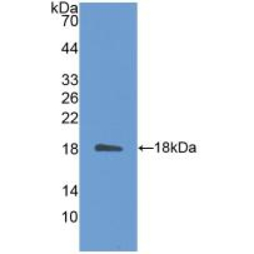 Interleukin 31 (IL31) Mouse Polyclonal Antibody