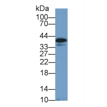 Clusterin (CLU) Canis familiaris; Canine (Dog) Polyclonal Antibody