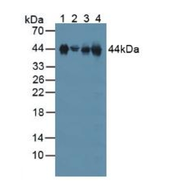 Clusterin (CLU) Mouse Polyclonal Antibody