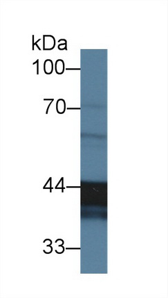 Clusterin (CLU) Ovis aries; Ovine (Sheep) Polyclonal Antibody