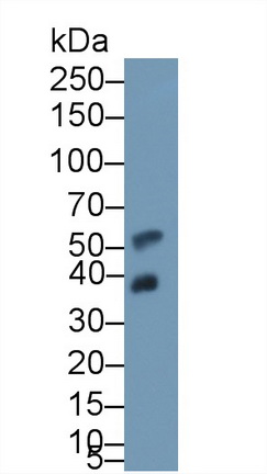 Clusterin (CLU) Pig Polyclonal Antibody