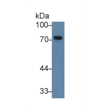 Taxilin Alpha (TXLNa) Human Polyclonal Antibody