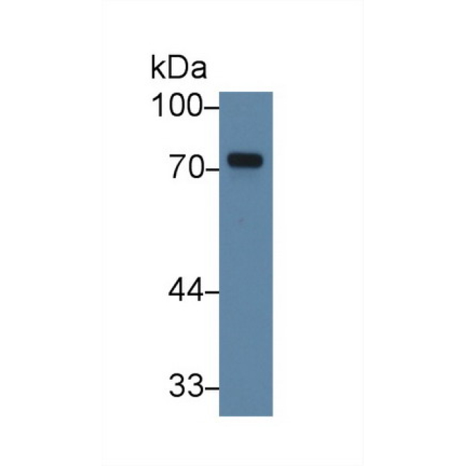 Taxilin Alpha (TXLNa) Human Polyclonal Antibody