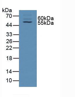 Taxilin Alpha (TXLNa) Mouse Polyclonal Antibody