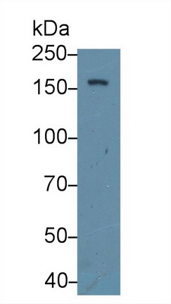 Nucleoporin 160 (NUP160) Mouse Polyclonal Antibody