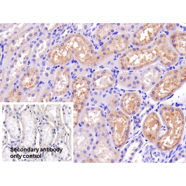 Lysozyme (LZM) Bovine (Cattle) Polyclonal Antibody