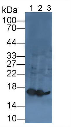 Lysozyme (LZM) Rat Polyclonal Antibody