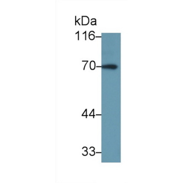Interleukin 27 Receptor Alpha (IL27Ra) Human Polyclonal Antibody
