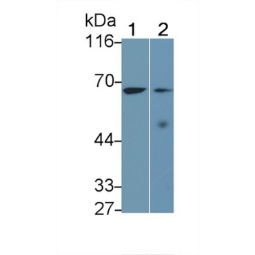 Interleukin 27 Receptor Alpha (IL27Ra) Mouse Polyclonal Antibody