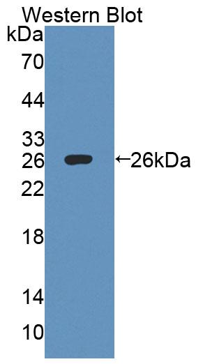 Interleukin 27 Receptor Alpha (IL27Ra) Rat Polyclonal Antibody