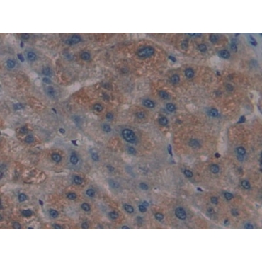 Glia Maturation Factor Gamma (GMFg) Human Polyclonal Antibody