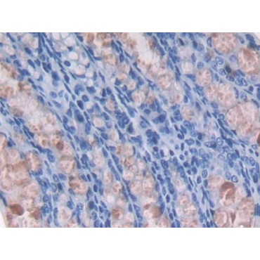 Glia Maturation Factor Gamma (GMFg) Mouse Polyclonal Antibody