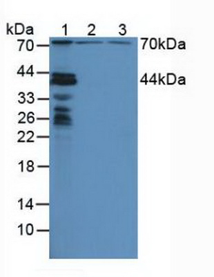 Nucleoporin 88 (NUP88) Mouse Polyclonal Antibody