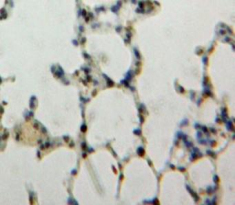Nucleoporin 88 (NUP88) Rat Polyclonal Antibody